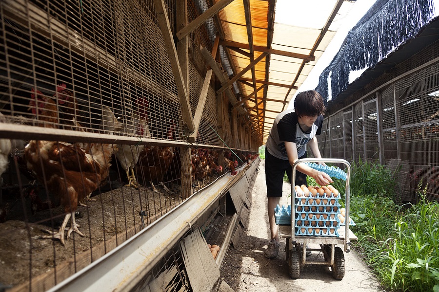 41858_6_11_HachisuEggFarm11423